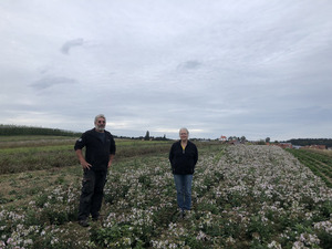 Herr und Frau Schäfler auf ihrem Wildblumenacker, blühendes Seifenkraut. Foto: Sophia Amend, LEV Bodenseekreis, 25.09.2024.